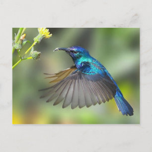 Hovering Blue Hummingbird Briefkaart