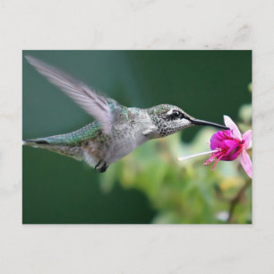 Hovering Briefkaart
