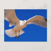 Hovering Briefkaart (Voorkant)