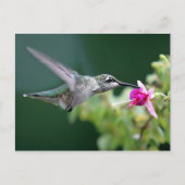 Hovering Hummingbird Briefkaart (Voorkant)