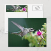 Hovering Hummingbird Briefkaart (Voorkant / Achterkant)