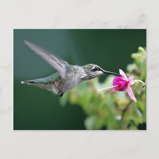Hovering Hummingbird Briefkaart (Voorkant)