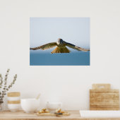 Hovering Kestrel Poster (Keuken)