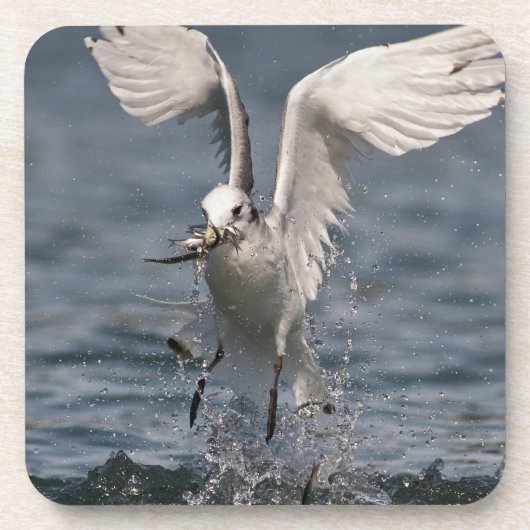 Hovering Kittiwake Bier Onderzetter (Voorkant)