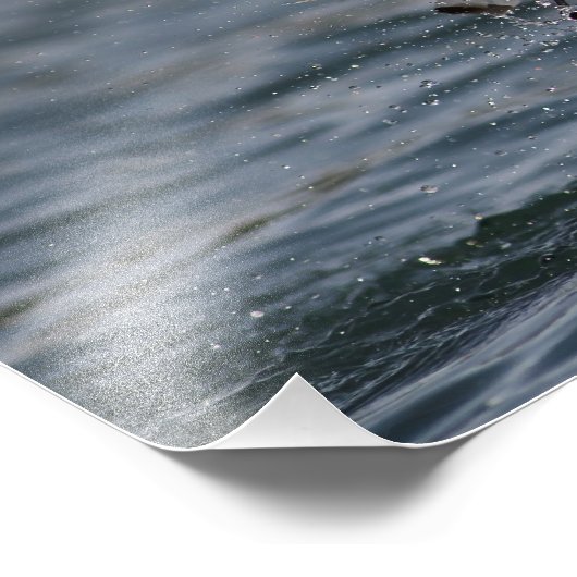 Hovering Kittiwake Foto Afdruk (Hoek)