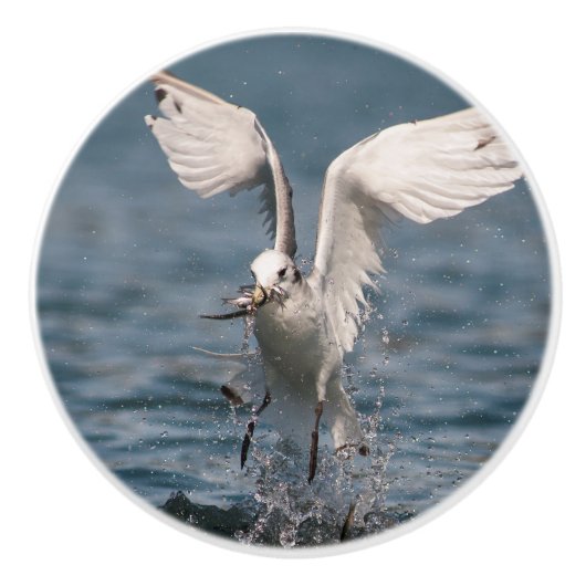 Hovering Kittiwake Keramische Knop (Voorkant)