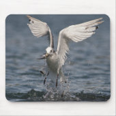 Hovering Kittiwake Muismat (Voorkant)