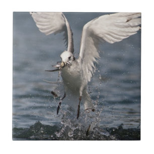 Hovering Kittiwake Tegeltje