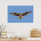 Hovering Osprey Poster (Keuken)