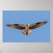 Hovering Osprey Poster (Voorkant)