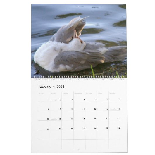 HOW TO SCRATCH AN ITCH by A. Gray Duck 2026 Kalender (Feb 2026)