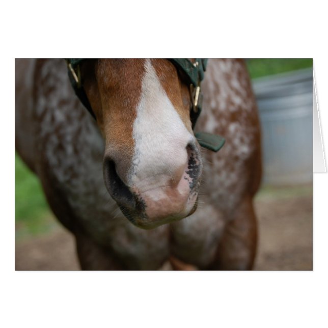 Howdy! (Voorkant Horizontaal)