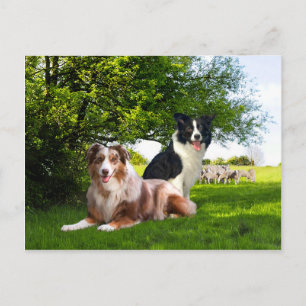 "Howdy & Buckeroo"  Briefkaart