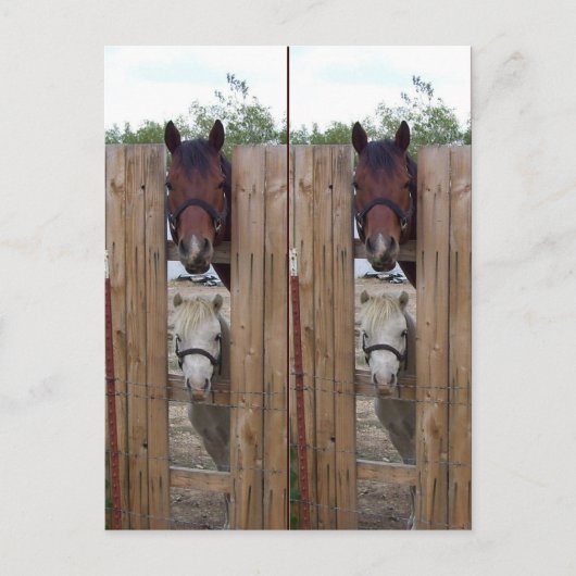 Howdy-Howdy Horse Bookmarkers Briefkaart (Voorkant)