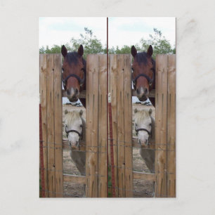 Howdy-Howdy Horse Bookmarkers Briefkaart