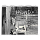 HOWDY KALENDER (Hoes)