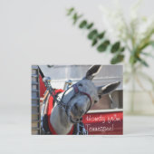 Howdy van Tennessee Mule Briefkaart (Staand voorkant)