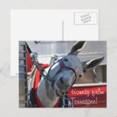 Howdy van Tennessee Mule Briefkaart (Voorkant / Achterkant)