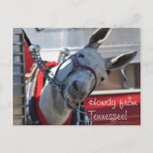Howdy van Tennessee Mule Briefkaart (Voorkant)