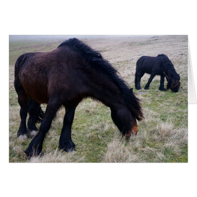 Howgillhounds Fell Ponies (Voorkant Horizontaal)