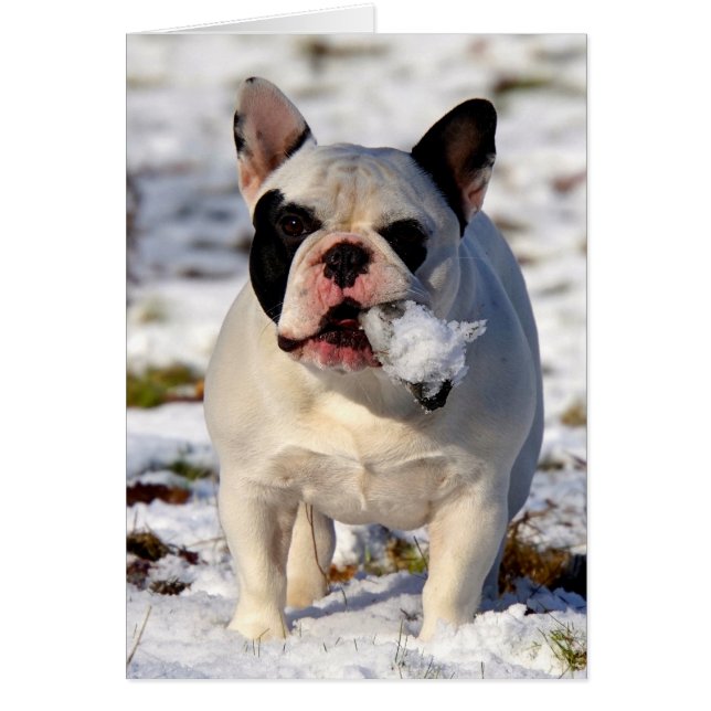 Howgillhounds French Bulldog Susan (Voorkant)