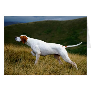 Howgillhounds Pointer werkt