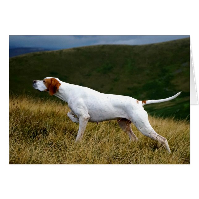 Howgillhounds Pointer werkt (Voorkant Horizontaal)