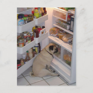 Howie Pee Pugpants Briefkaart