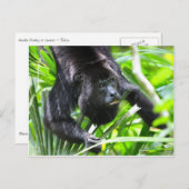 Howler Monkey, Belize Briefkaart (Voorkant / Achterkant)