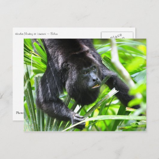 Howler Monkey, Belize Briefkaart (Voorkant / Achterkant)