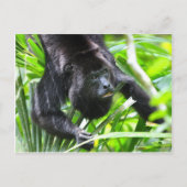 Howler Monkey, Belize Briefkaart (Voorkant)
