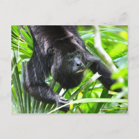 Howler Monkey, Belize Briefkaart (Voorkant)