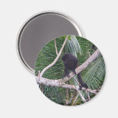 Howler Monkey en Baby Monkey in Costa Rica Oerwoud Magneet (Voorkant / Achterkant)