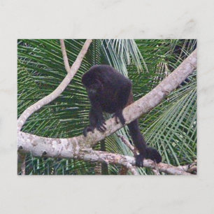Howler Monkey en Baby Monkey in het Costa Rica-Oer Briefkaart