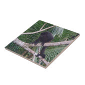 Howler Monkey en Baby Monkey in het Costa Rica-Oer Tegeltje (Zijkant)