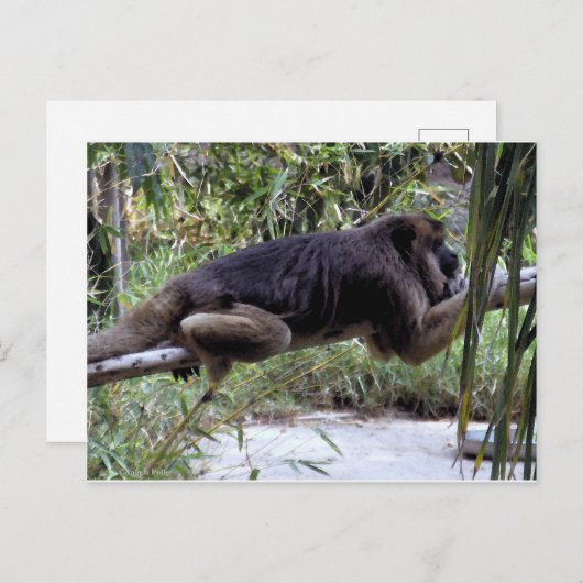 Howler Monkey Hangout Briefkaart (Voorkant / Achterkant)