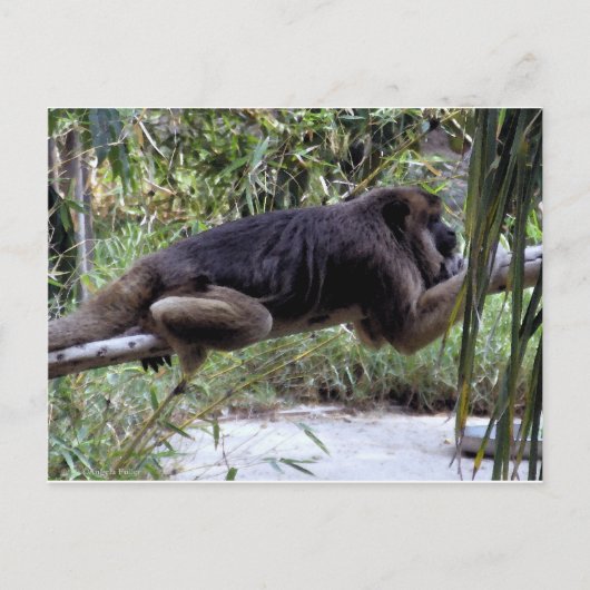 Howler Monkey Hangout Briefkaart (Voorkant)