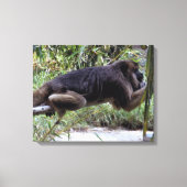 Howler Monkey Hangout Canvas Afdruk (Voorkant)