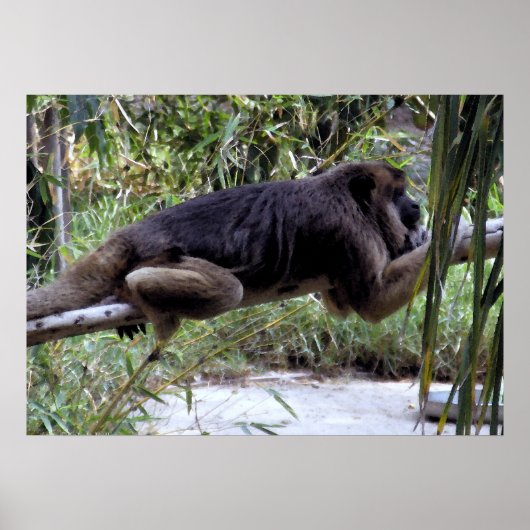 Howler Monkey Hangout Poster (Voorkant)