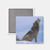 Howling Alaskan Timber Wolf Magneet (Voorkant / Achterkant)