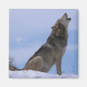 Howling Alaskan Timber Wolf Magneet (Voorkant)
