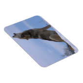 Howling Alaskan Timber Wolf Magneet (Rechterzijde)