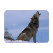Howling Alaskan Timber Wolf Magneet (Horizontaal)