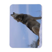 Howling Alaskan Timber Wolf Magneet (Verticaal)