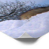 Howling Alaskan Timber Wolf Poster (Hoek)