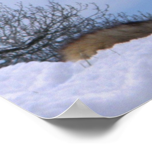 Howling Alaskan Timber Wolf Poster (Hoek)