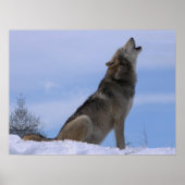 Howling Alaskan Timber Wolf Poster (Voorkant)