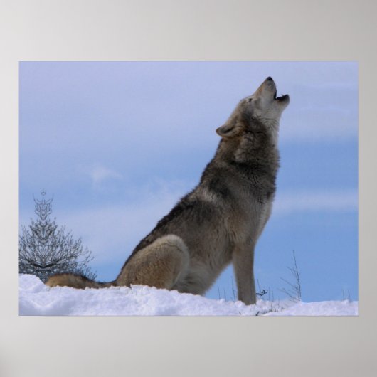 Howling Alaskan Timber Wolf Poster (Voorkant)