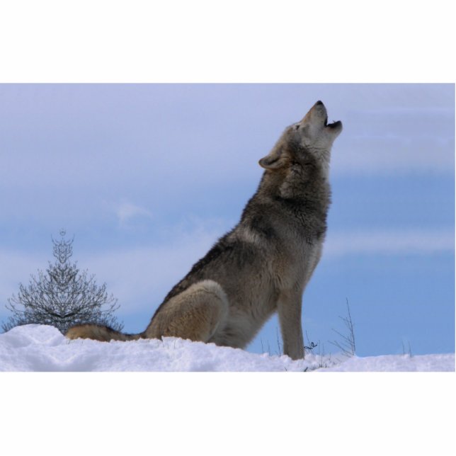 Howling Alaskan Timber Wolf Staand Fotobeeldje (Voorkant)