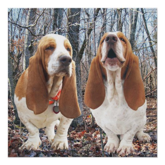 Howling Basset Hound Woodland Poster (Voorkant)